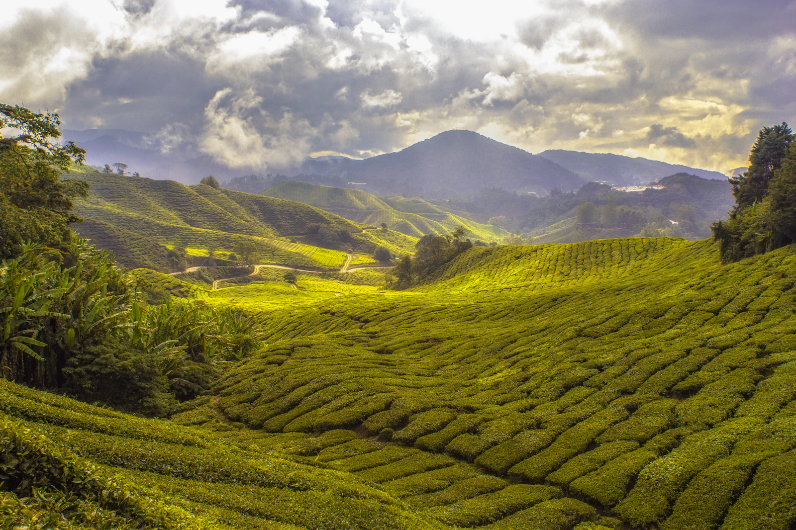 Malaysia tea plantation