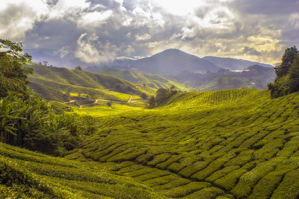 photographie de paysage de montagne