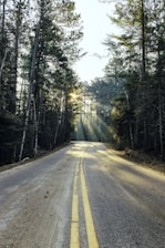 road surrounded with trees