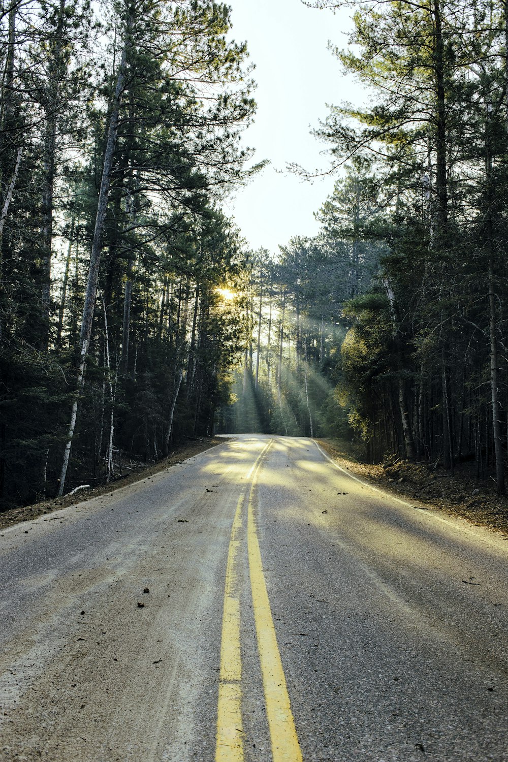 route entourée d’arbres