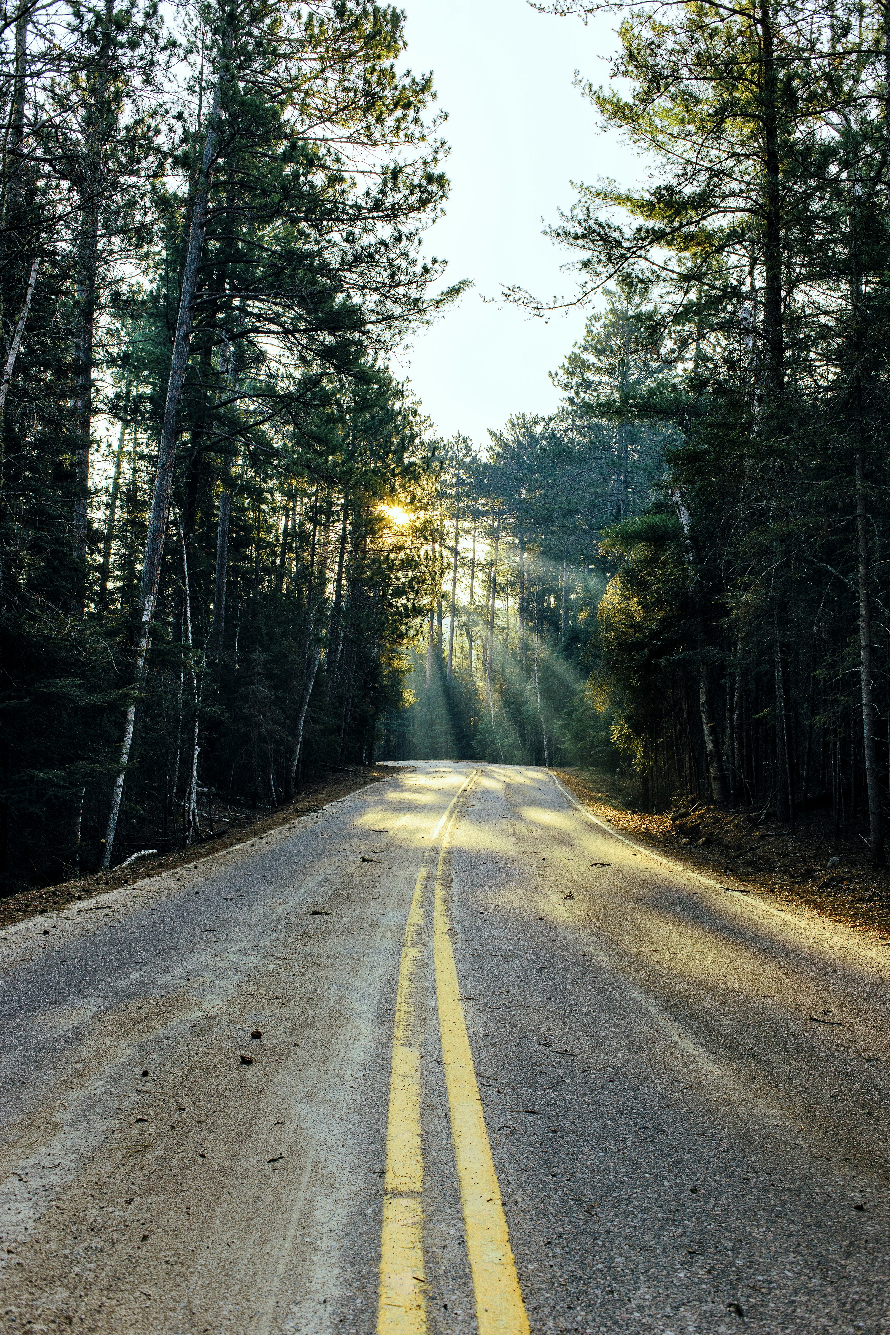 road surrounded with trees