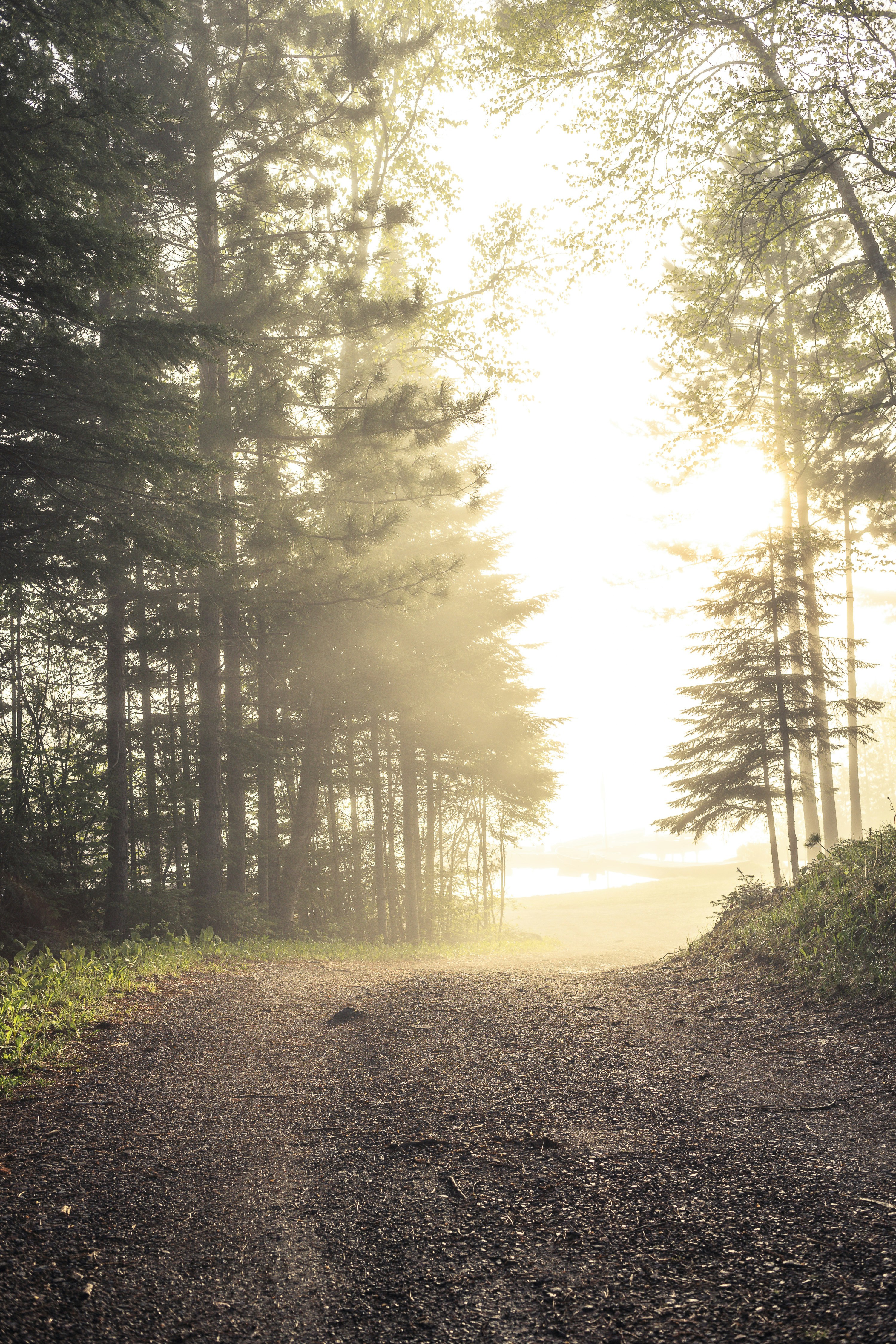 Serene path through a quiet forest with soft morning light filtering through the trees