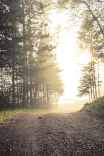 A serene path winding through a quiet forest bathed in soft morning light.