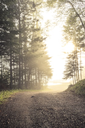 A calm forest path leading to a peaceful grave site under soft morning light.
