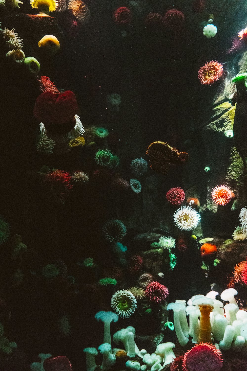 海珊瑚の写真撮影