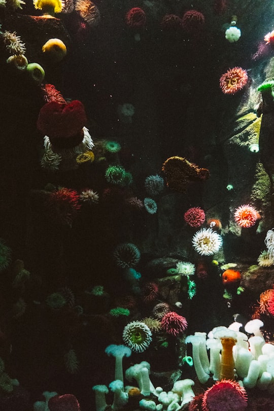 photography of sea corals in Ripley's Aquarium of Canada Canada
