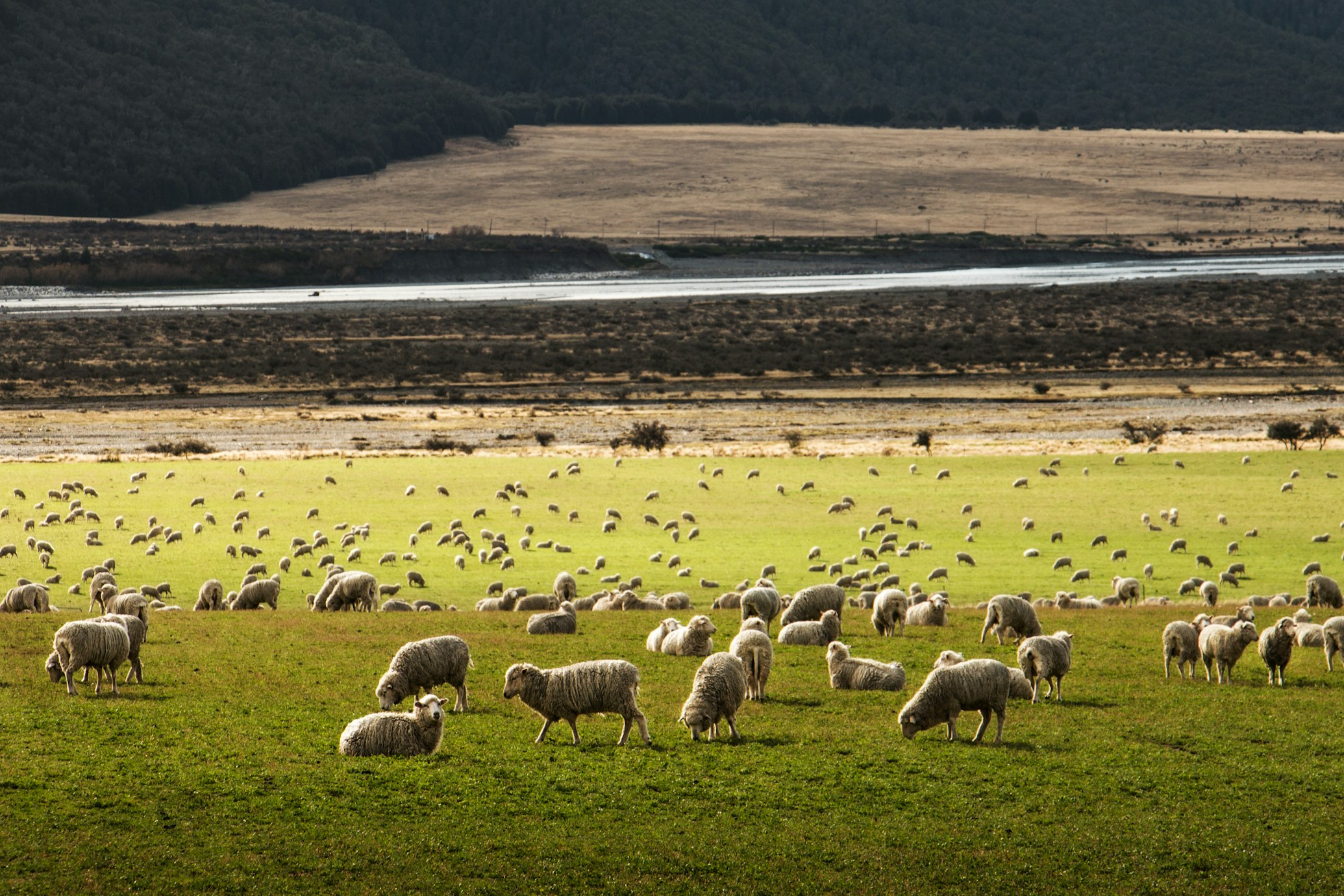 Sheep grazing in New Zealand (Martin Bisof via Unsplash)