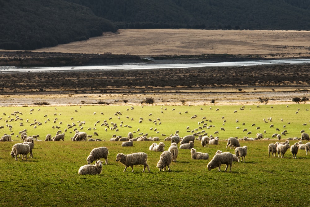 herd of sheep on grass field
