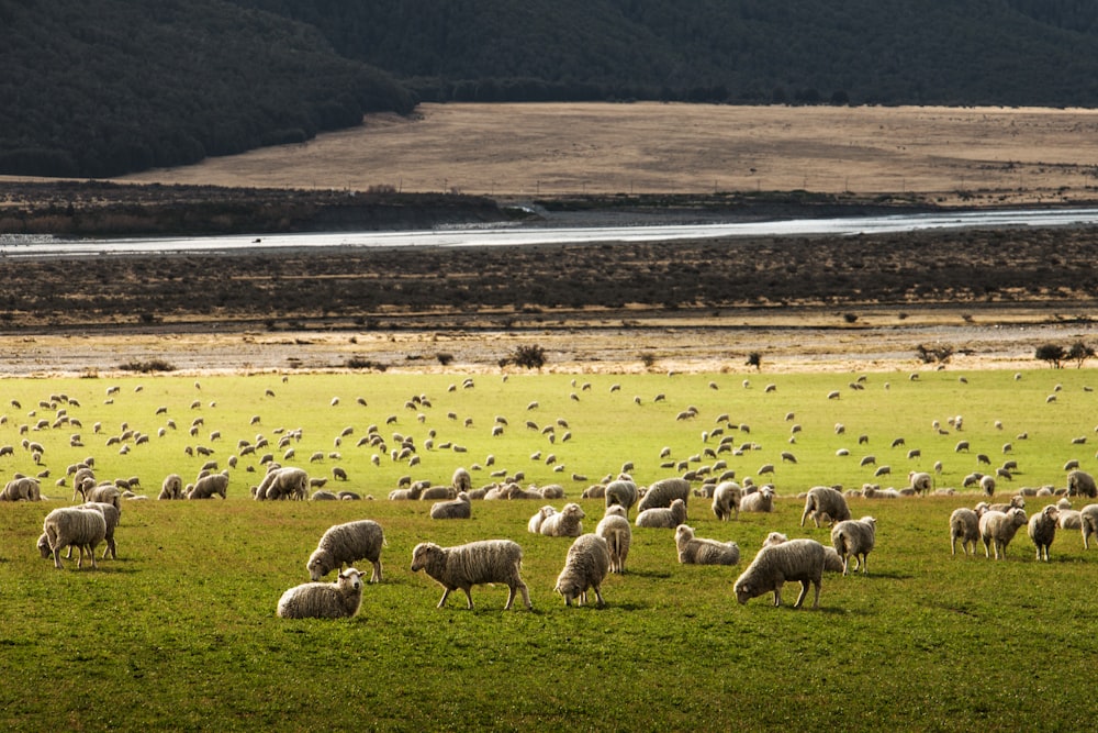 Schafherde auf Wiese