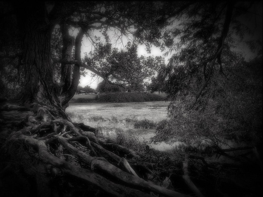 A dark shot looking into an empty field from a forest.