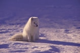 white fox sitting on snow during daytime