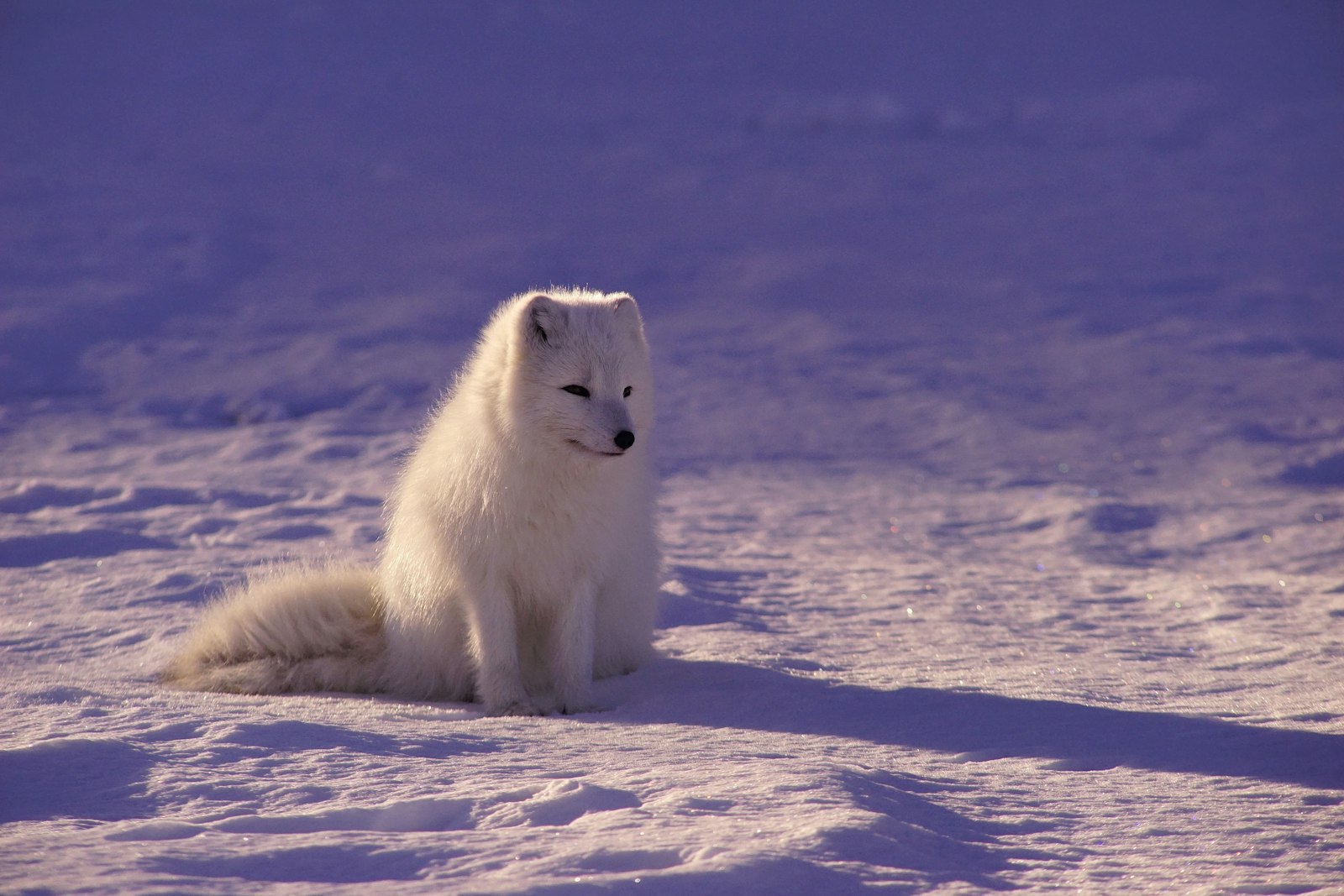 Sony a7R sample photo. White fox sitting on photography
