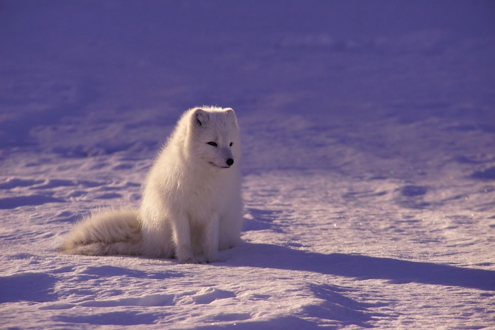 white fox sitting on snow during daytime