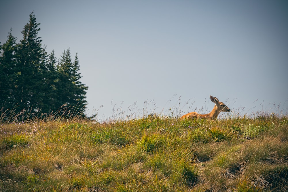 brown deer on green grass field during daytime