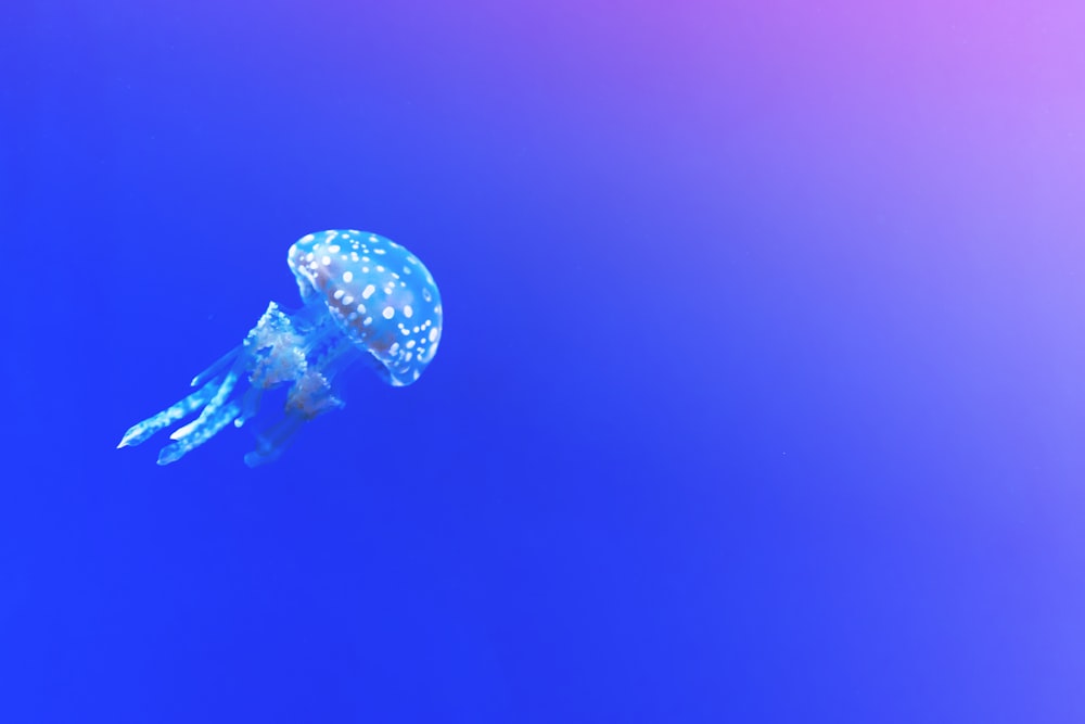 jellyfish underwater