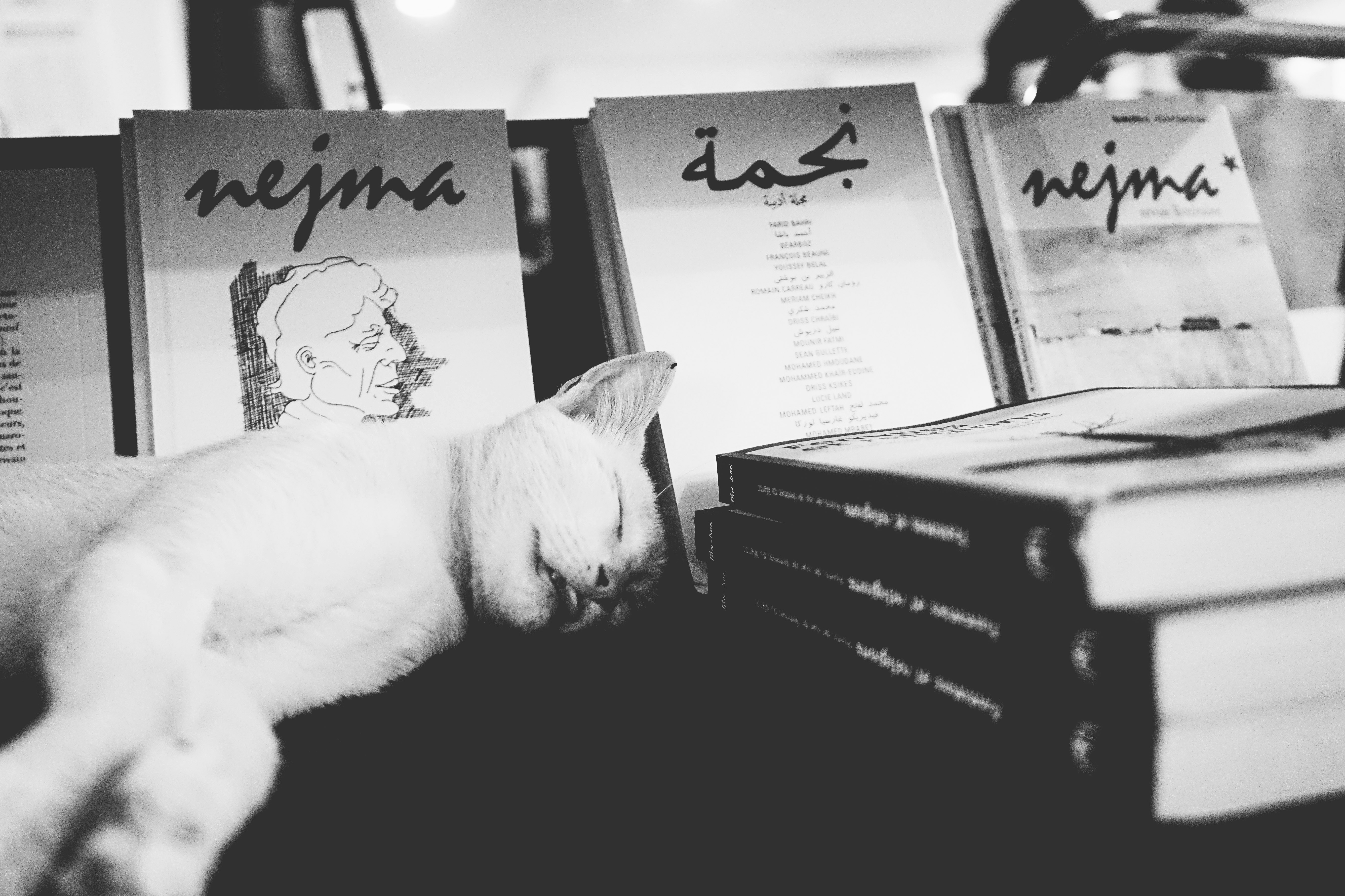 Free Unsplash photo from Jalal Bouhsain