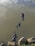 Three hippos are partially submerged in murky water, with their heads and backs visible above the surface. Large rocks and some greenery are present along the water's edge. The hippos appear to be in a natural habitat, possibly a river or lake.