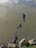 Three hippos are partially submerged in murky water, with their heads and backs visible above the surface. Large rocks and some greenery are present along the water's edge. The hippos appear to be in a natural habitat, possibly a river or lake.