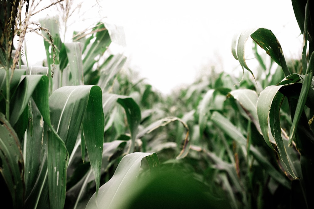 corn field