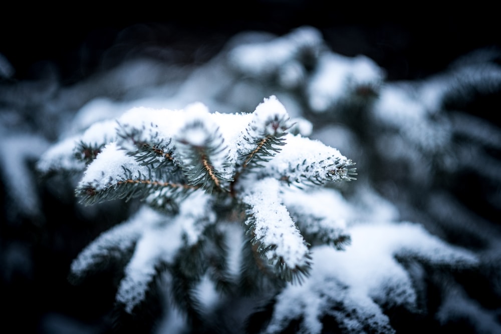 piante coperte di neve