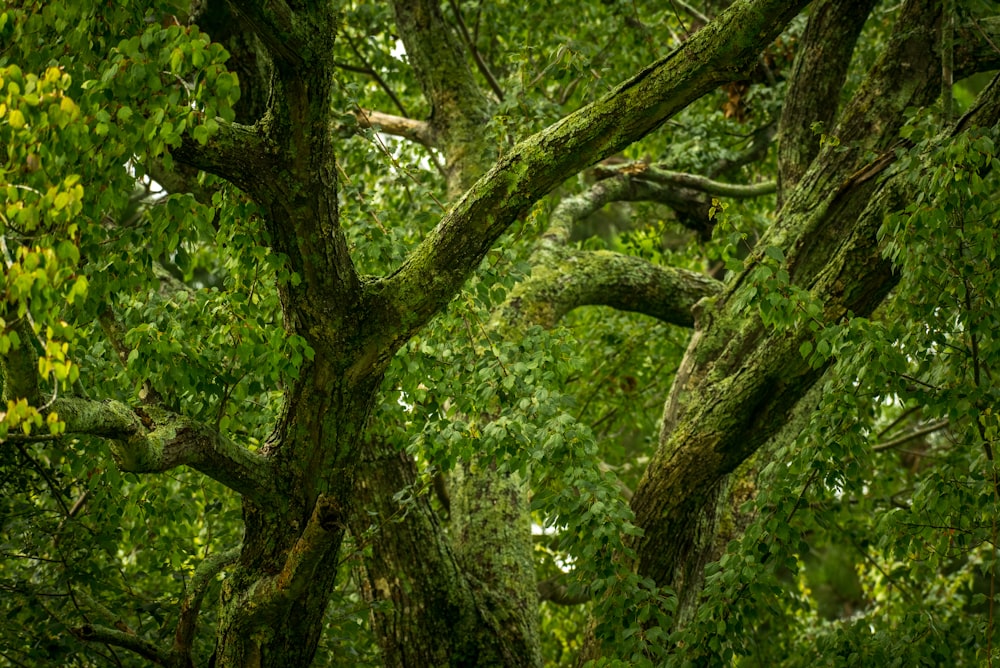 un groupe d’arbres qui sont côte à côte