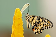 butterfly perched on flower at daytime
