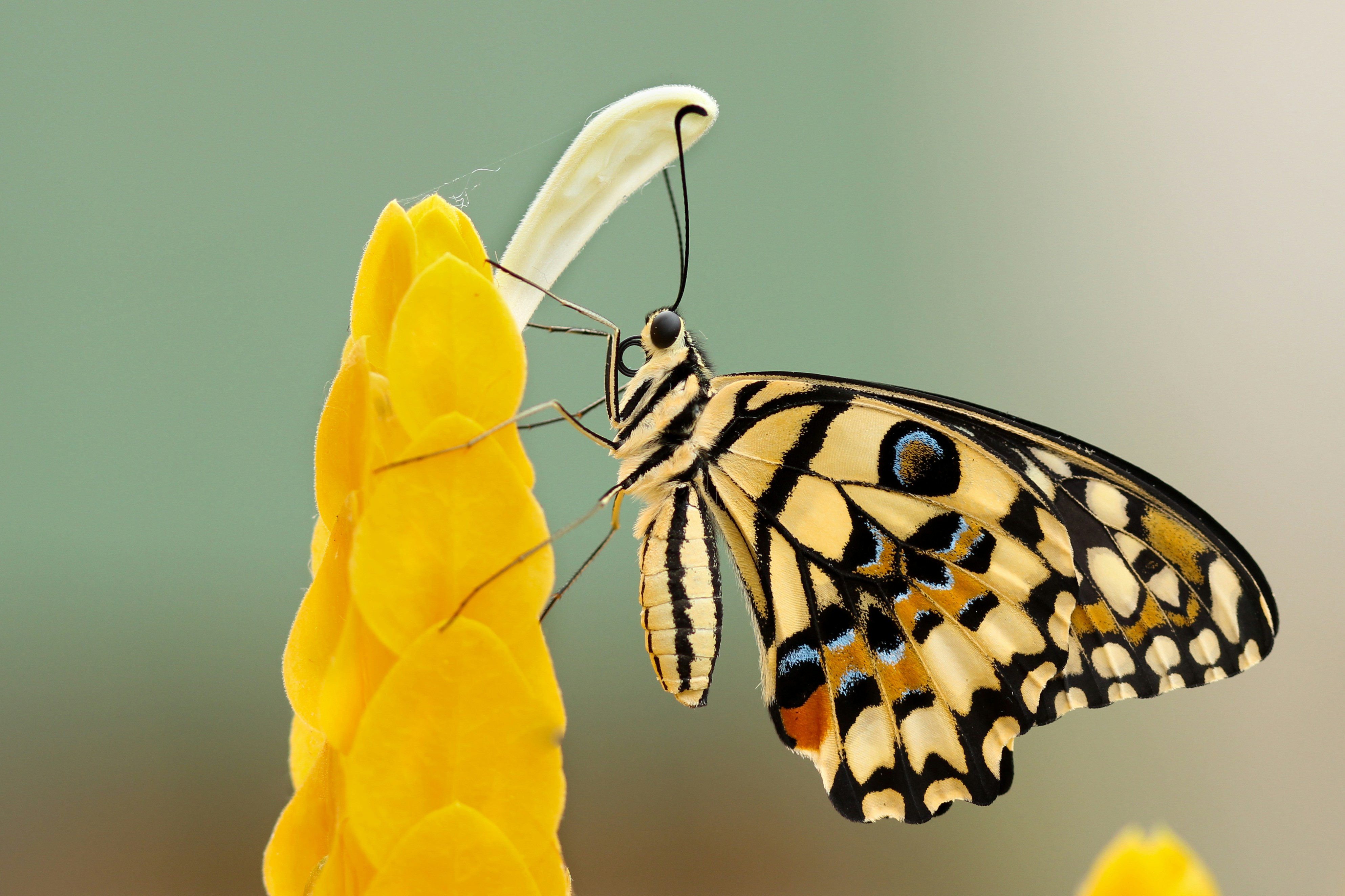 great photo recipe,how to photograph butterfly on yellow flowers; butterfly perched on flower at daytime