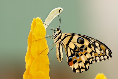 macro photography,how to photograph butterfly on yellow flowers; butterfly perched on flower at daytime