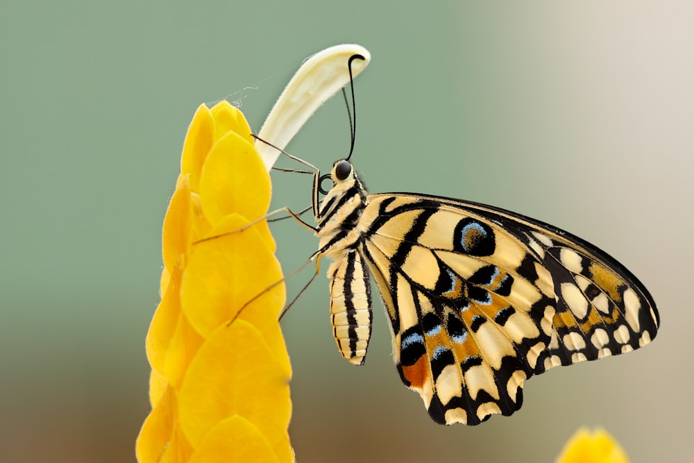 butterfly perched on flower at daytime