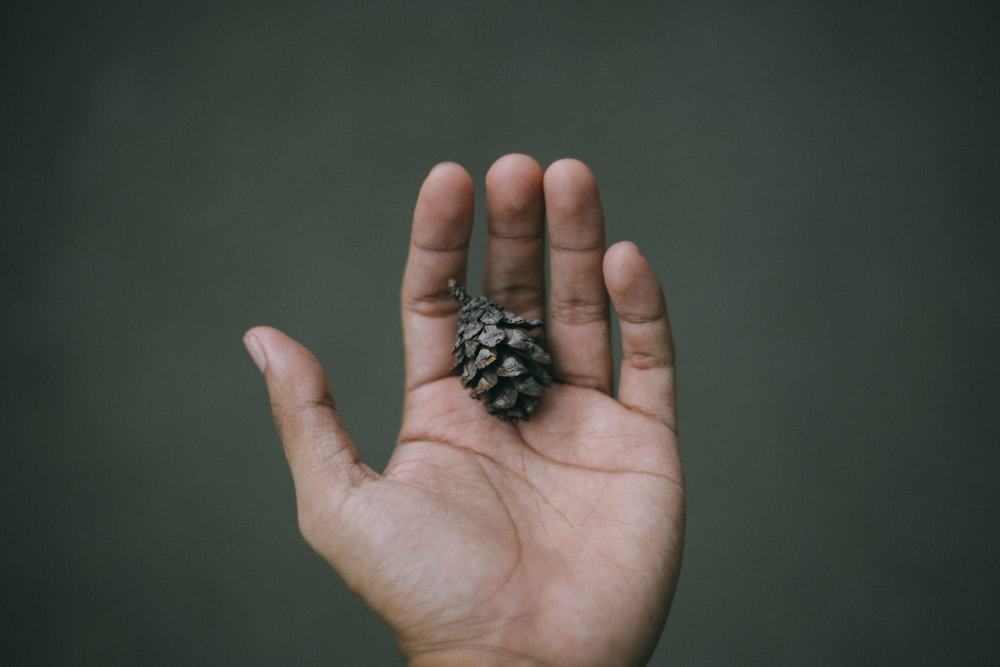 person holding pine cone