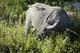 Close-up of a healthy water buffalo drinking from a cool stream surrounded by greenery.