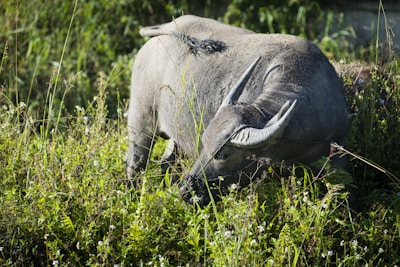 Close-up of a healthy water buffalo drinking from a cool stream surrounded by greenery.