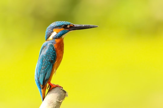 photo of Kaohsiung Wildlife near Taijiang National Park