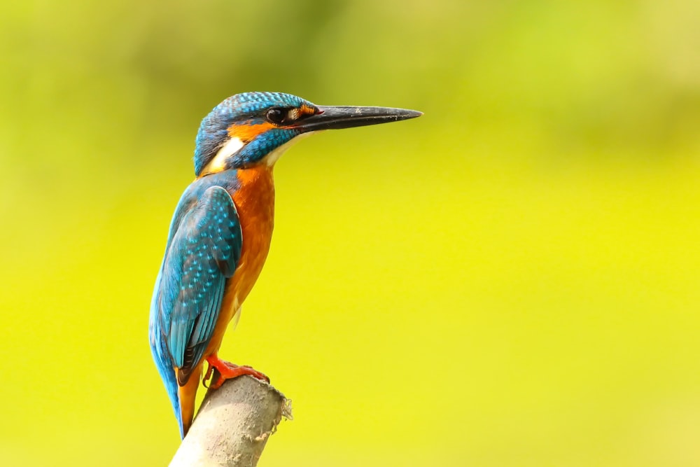 pássaro azul e amarelo em pé no tronco marrom close up fotografia