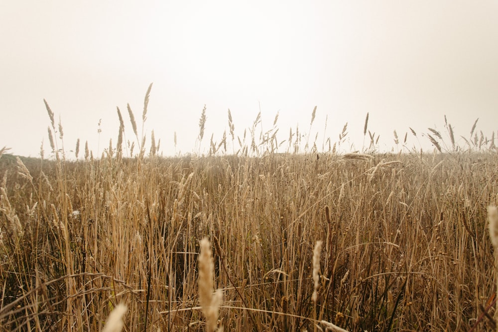 Fotografia de paisagem do campo de grama marrom