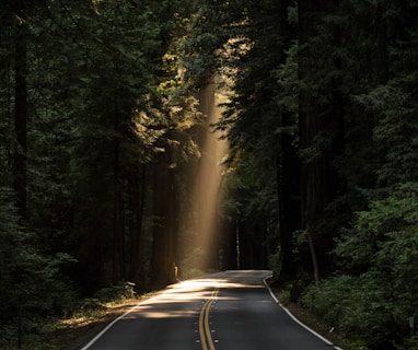 empty concrete road covered surrounded by tall tress with sun rays