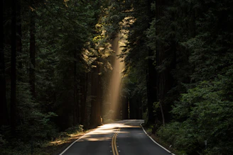 empty concrete road covered surrounded by tall tress with sun rays