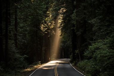 empty concrete road covered surrounded by tall tress with sun rays