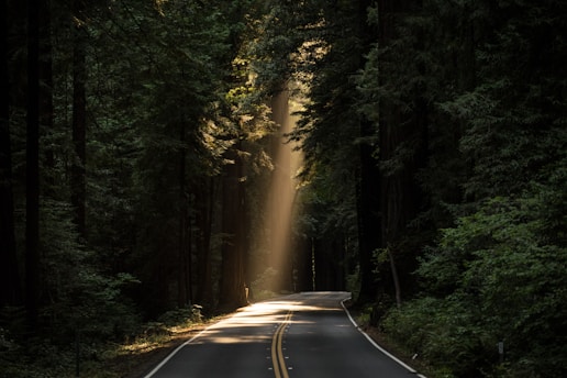 empty concrete road covered surrounded by tall tress with sun rays