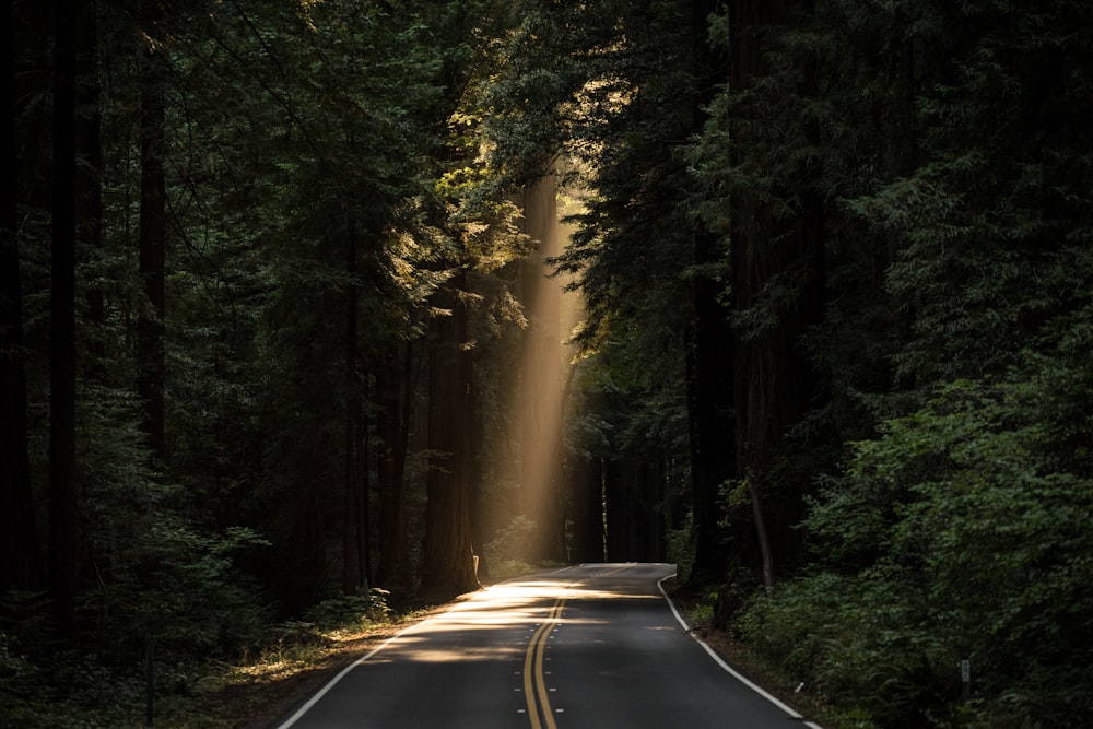 Carretera de hormigón vacía cubierta rodeada de altos árboles con rayos de sol