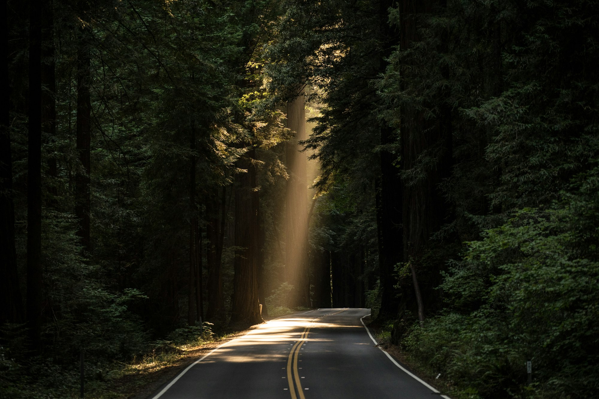 Beam of light on a forest road