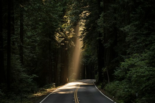 Forest path