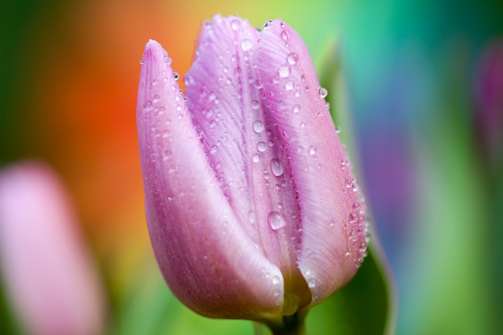 purple tulip with morning dew