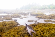 A pair of robust, streamlined fins resting on a sandy ocean floor.