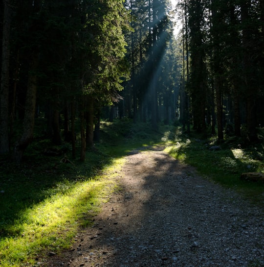 walkway beside tall trees in Pokljuka Slovenia