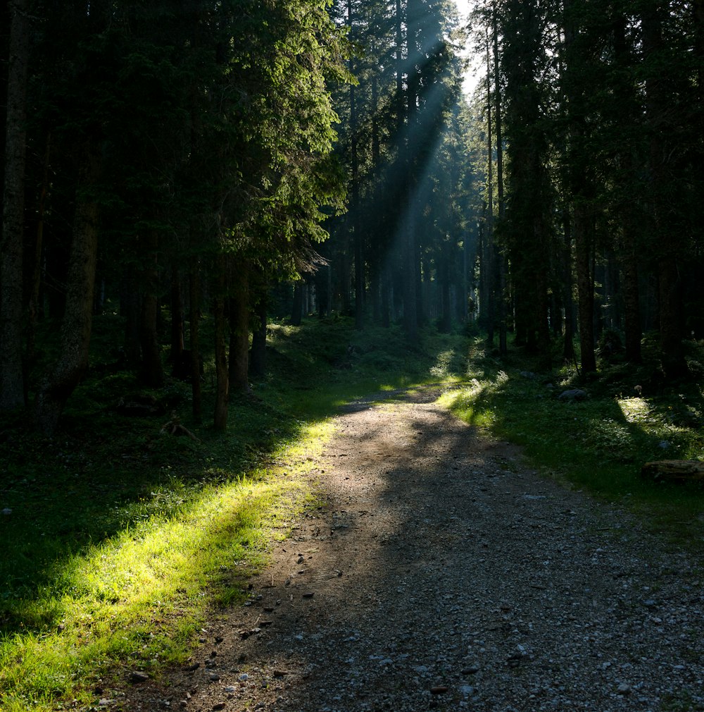 walkway beside tall trees