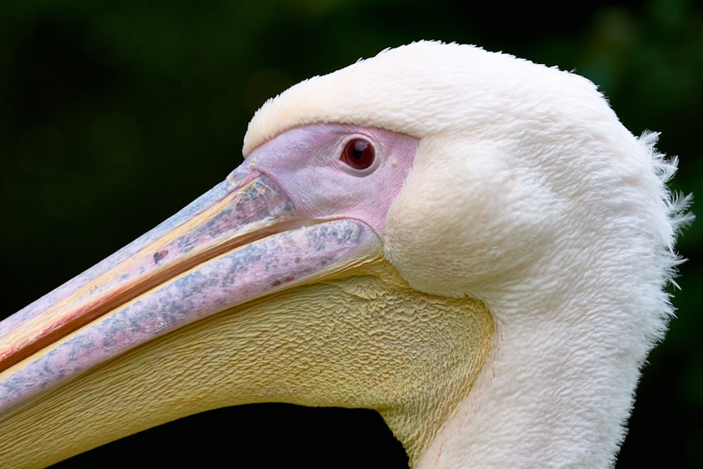 macro shot of white bird