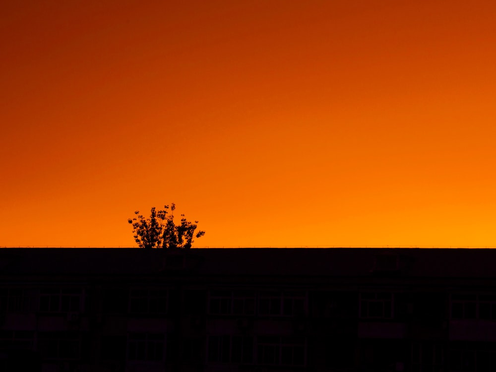 silhouette photo of plant