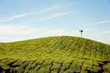 green fields at daytime