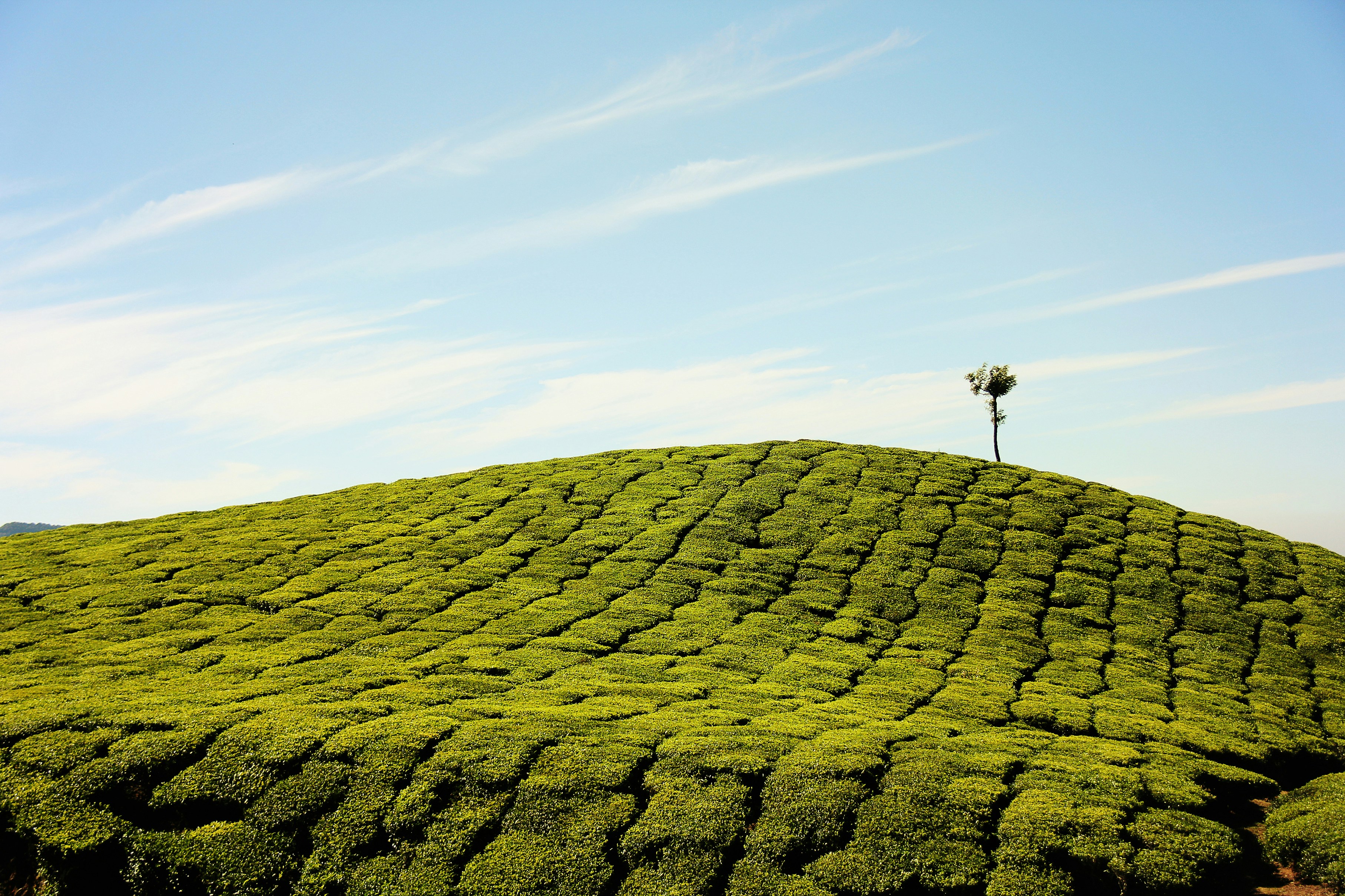 Munnar Tea Plantation